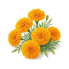 Marigold