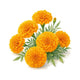 Marigold