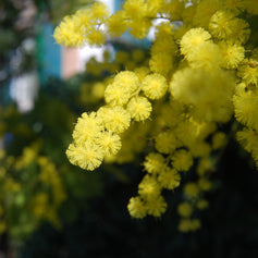 Mimosa