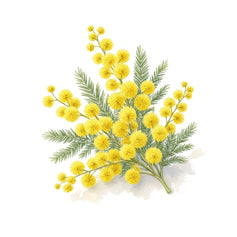 Mimosa