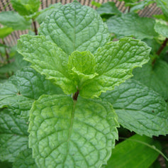 Mint
