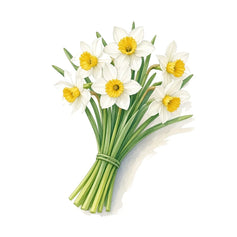 Narcissus
