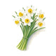 Narcissus