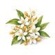橙花（Neroli）