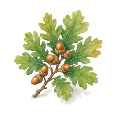 Oak