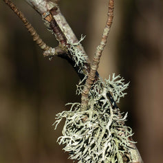 Oakmoss