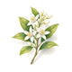 Orange Blossom