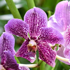 Orchid