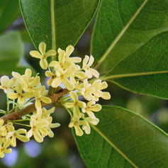 Osmanthus