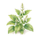 Patchouli