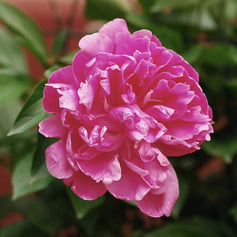 Peony