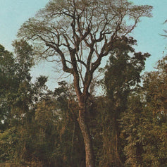Peru Balsam