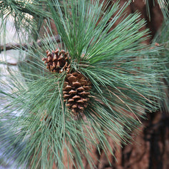 Pine