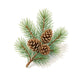 Pine
