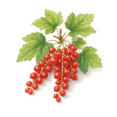 Red Currant