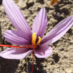 Saffron