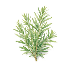 Tarragon