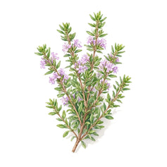 Thyme