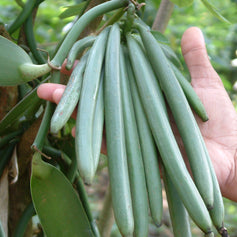 Vanilla