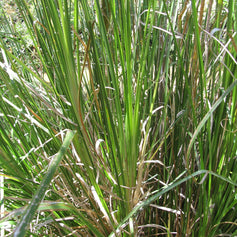 Vetiver