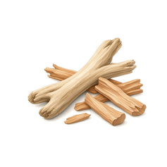 Woody Notes - 木質 - TheFirstScent - Hong Kong