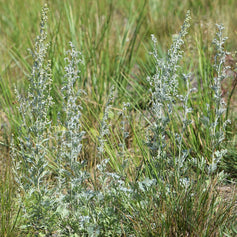 Wormwood