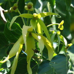 Ylang-Ylang