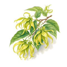 Ylang-Ylang
